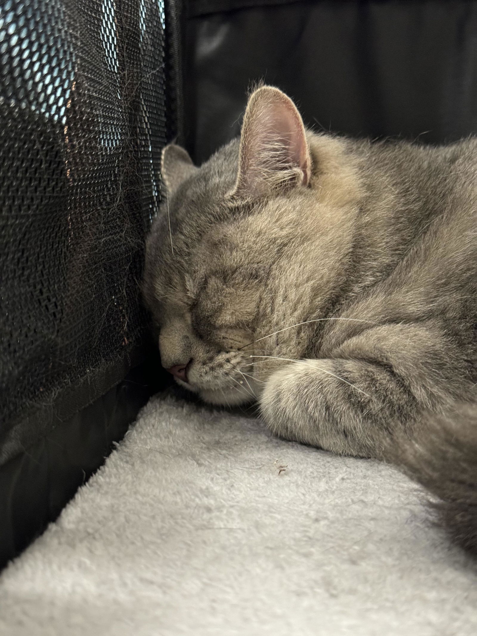 adoptable Cat in Los Angeles, CA named LEO