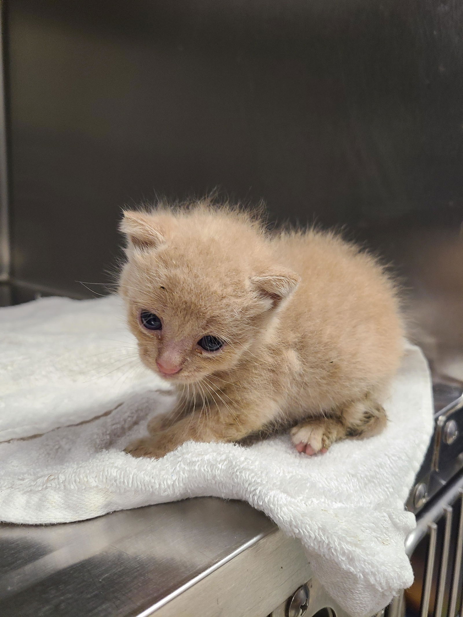 adoptable Cat in Los Angeles, CA named JESSIE