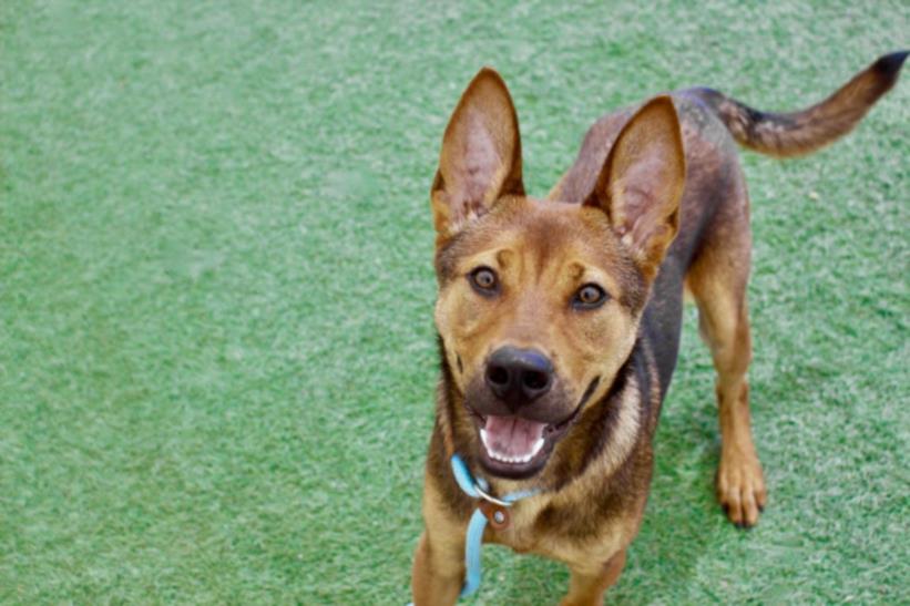 adoptable Dog in Los Angeles, CA named ZEKE