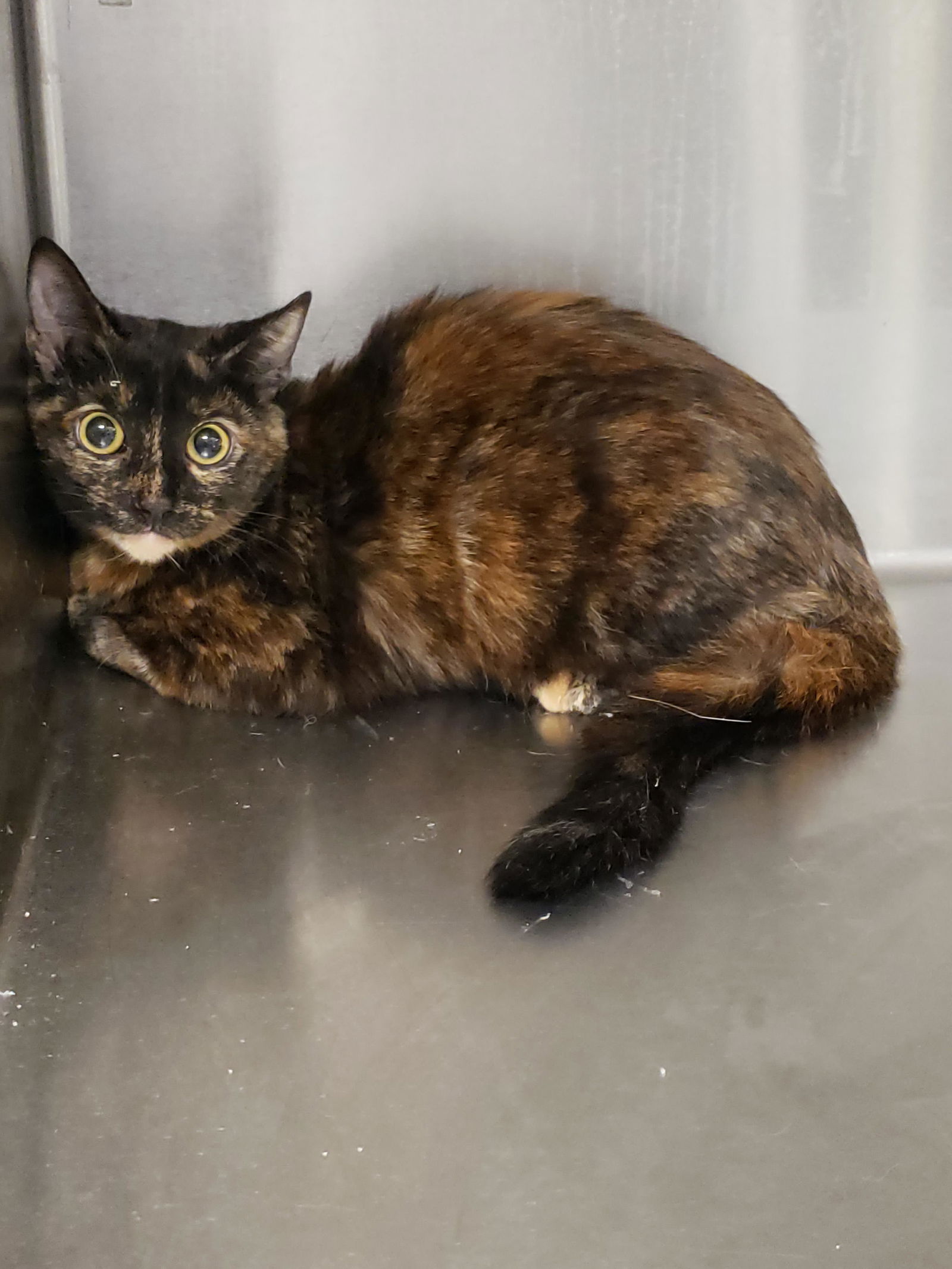 adoptable Cat in Los Angeles, CA named CANDY