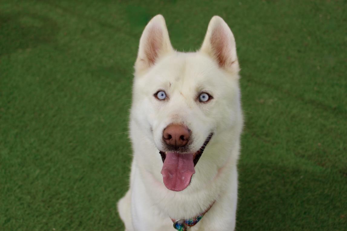 adoptable Dog in Los Angeles, CA named HIRO