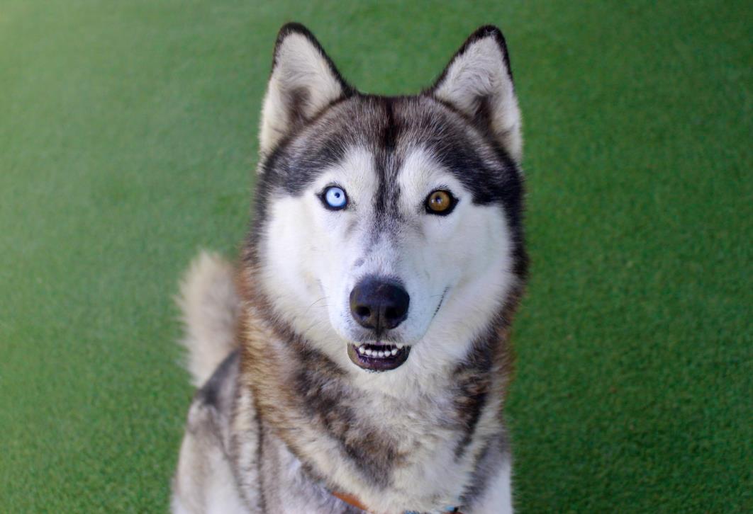 adoptable Dog in Los Angeles, CA named PEPE