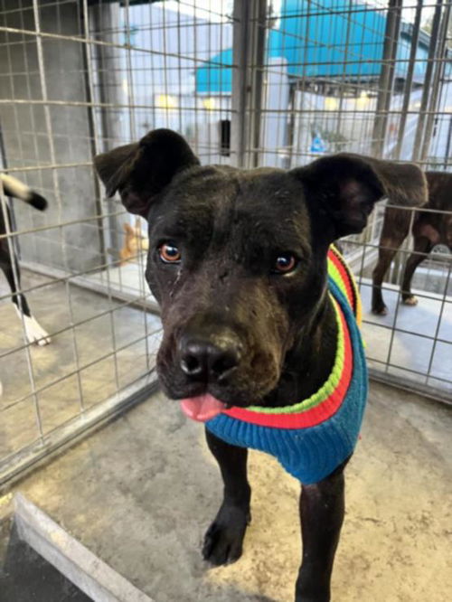 picture of the dog needing adoption