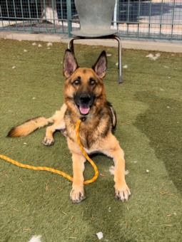 picture of the dog needing adoption