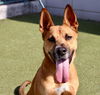 adoptable Dog in  named CINDY