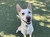 adoptable Dog in  named LUIS