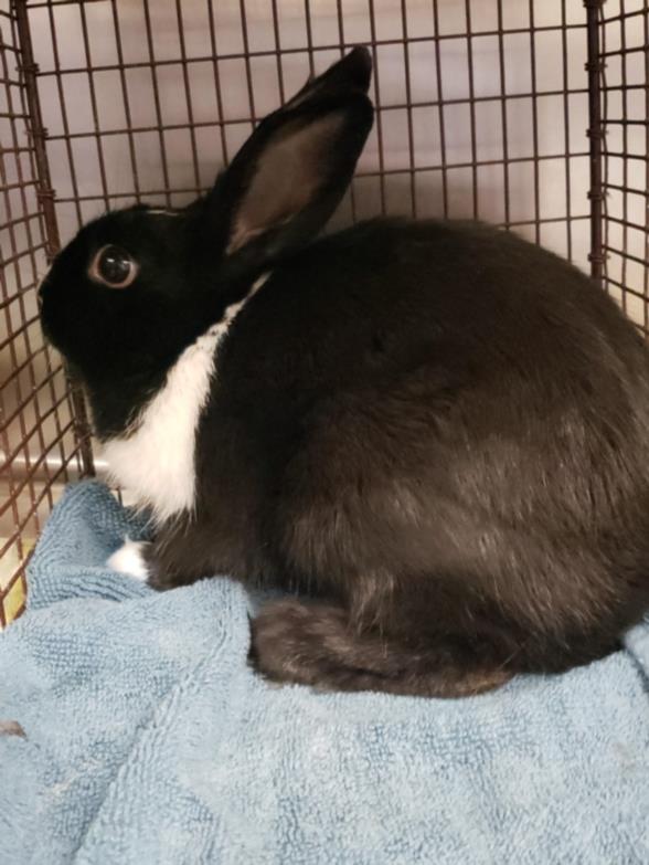 adoptable Rabbit in Los Angeles, CA named PEPE