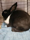 adoptable Rabbit in  named PEPE