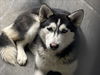 adoptable Dog in  named LUNA