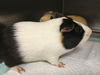 adoptable Guinea Pig in  named BONITO