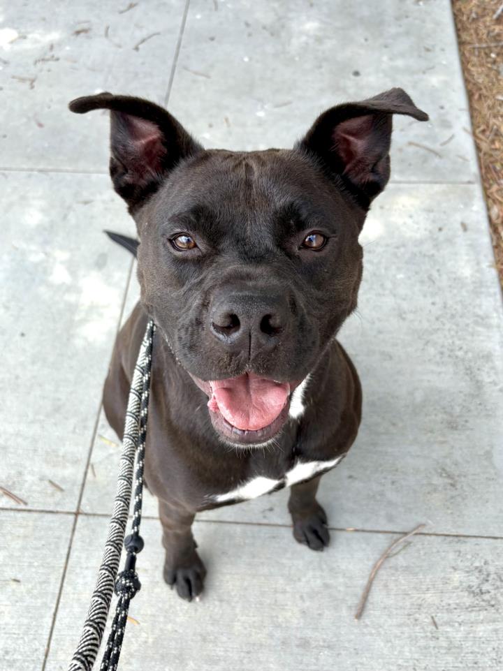 adoptable Dog in Los Angeles, CA named LOGAN