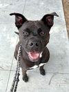 adoptable Dog in  named LOGAN