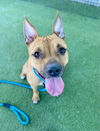 adoptable Dog in  named TARA