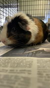 adoptable Guinea Pig in  named RALPH