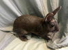 adoptable Rabbit in  named SHAQ
