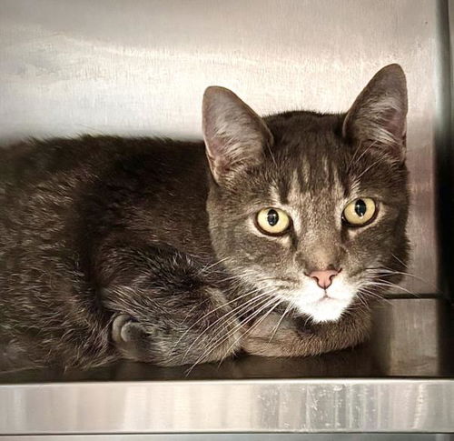 picture of the cat needing adoption