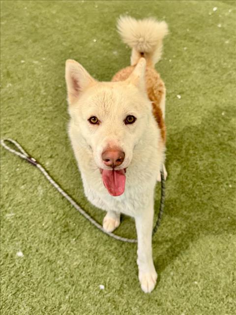 picture of the dog needing adoption