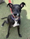 adoptable Dog in  named RUTH JUM