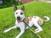 adoptable Dog in  named ZUKO