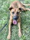 adoptable Dog in  named MINOLTA