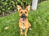 adoptable Dog in  named LICA