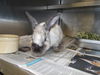 adoptable Rabbit in  named SAND