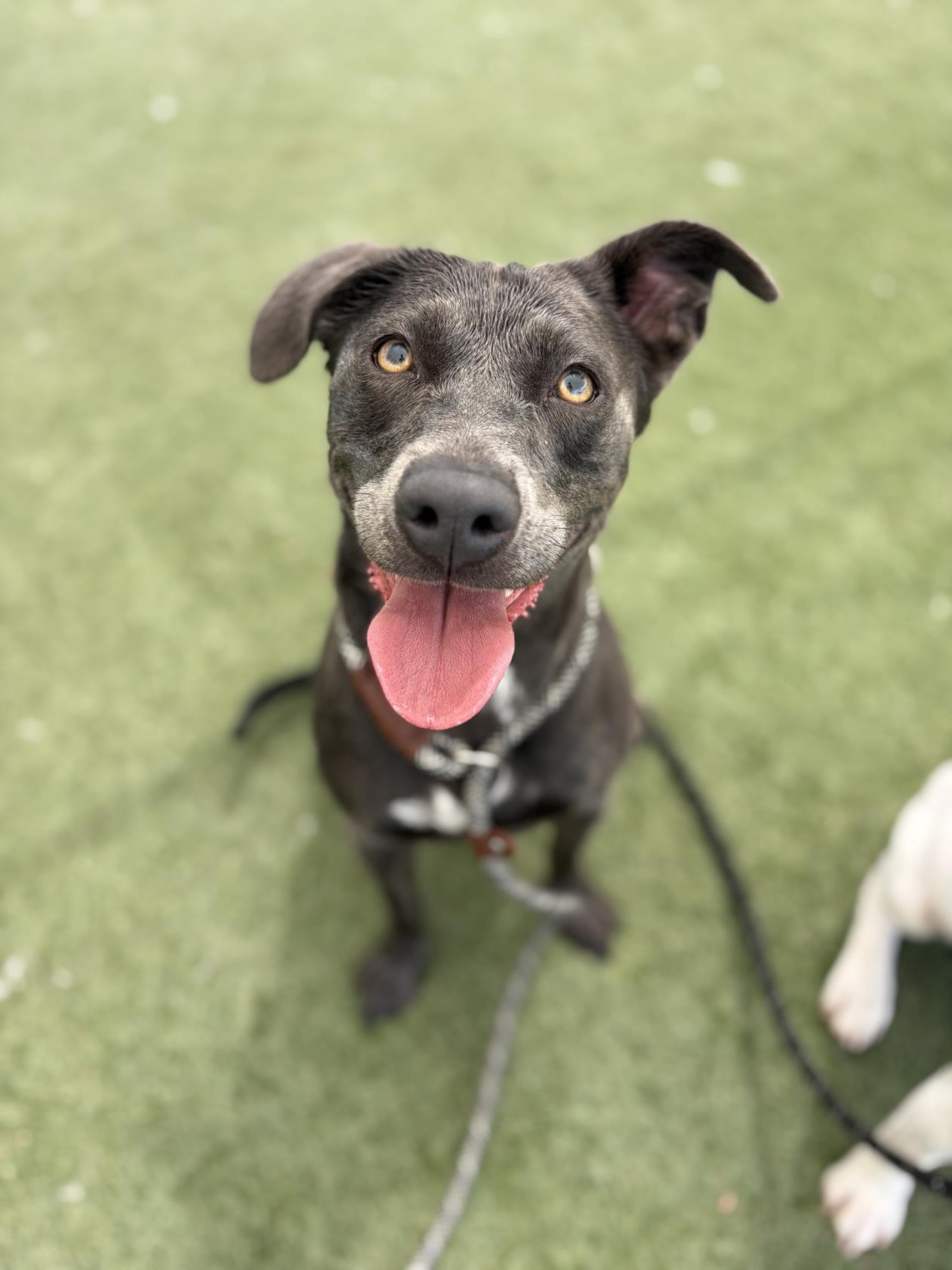 adoptable Dog in Los Angeles, CA named GRACIE