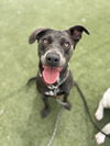 adoptable Dog in Los Angeles, CA named GRACIE