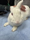 adoptable Rabbit in Los Angeles, CA named SNOWBALL