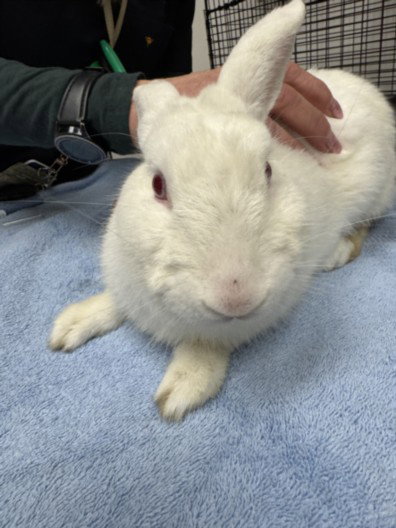 SNOWBALL - Shorthaired Rabbit available for adoption