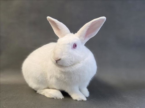 SNOWBALL