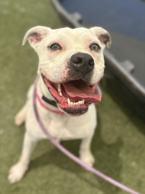 picture of the dog needing adoption