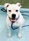 adoptable Dog in Los Angeles, CA named RONDA
