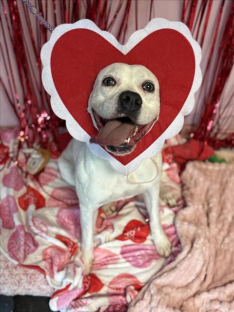 RONDA - Boxer available for adoption