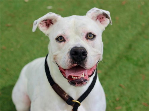 RONDA, an adoptable Boxer in Los Angeles, CA