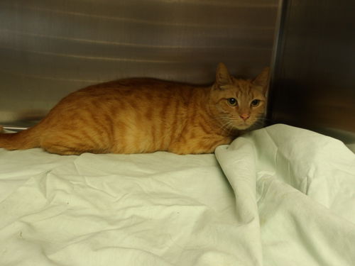 picture of the cat needing adoption