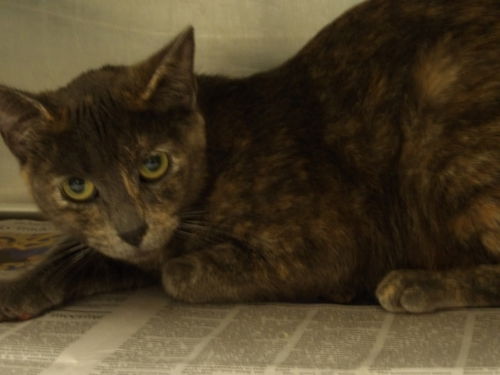picture of the cat needing adoption
