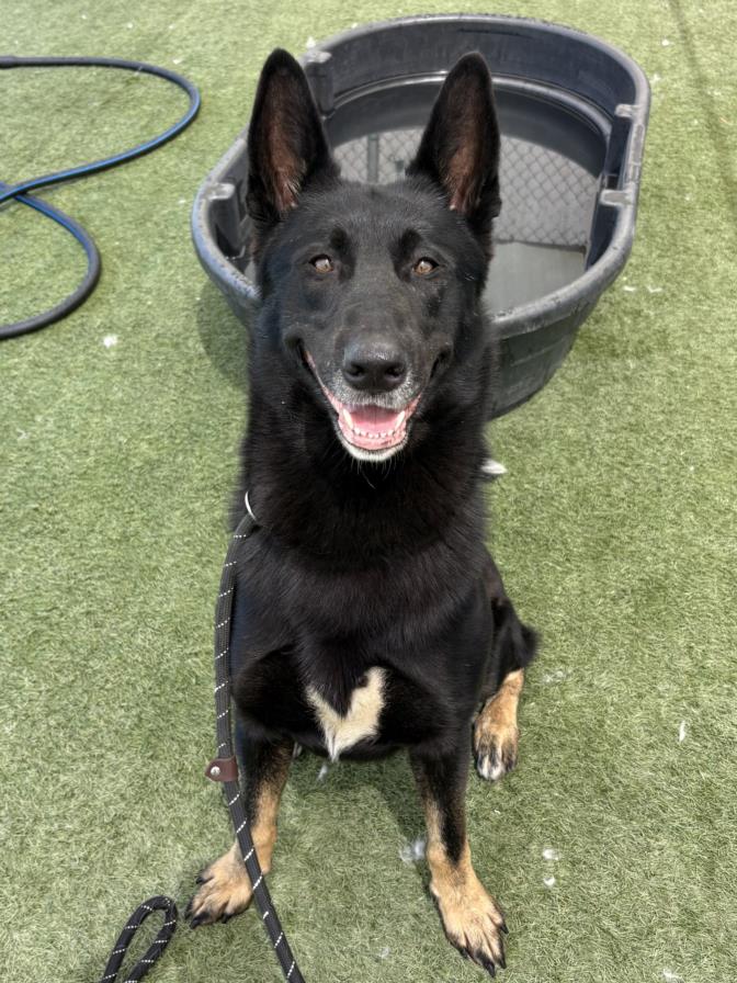 adoptable Dog in Los Angeles, CA named BUSTER
