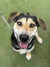 adoptable Dog in  named ATHENA