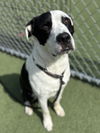 adoptable Dog in Los Angeles, CA named SOUTHPAW