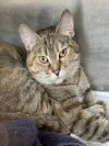 adoptable Cat in Los Angeles, CA named BONJOUR