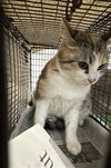 adoptable Cat in Los Angeles, CA named HEJ