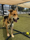 adoptable Dog in  named DUMBO
