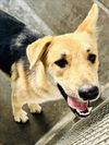 adoptable Dog in  named GOOFY