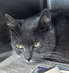 adoptable Cat in Los Angeles, CA named VERONICA