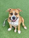 adoptable Dog in Los Angeles, CA named CANELA