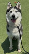 adoptable Dog in  named TANK