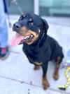 adoptable Dog in  named BLUE