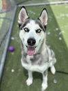 adoptable Dog in  named FIJI