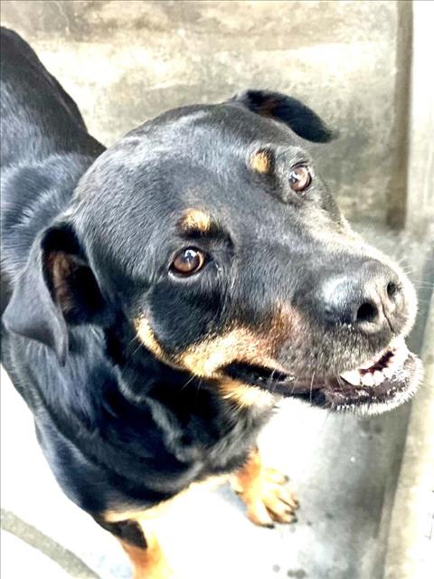 adoptable Dog in Los Angeles, CA named SABRINA